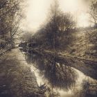 Trees Reflected in Water