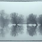 Trees reflecting