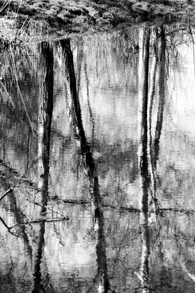 Trees reflection in small pont