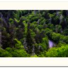 Trees & road, smoky mountains - ?Donnerstag, ?1. ?Juni ?2017 