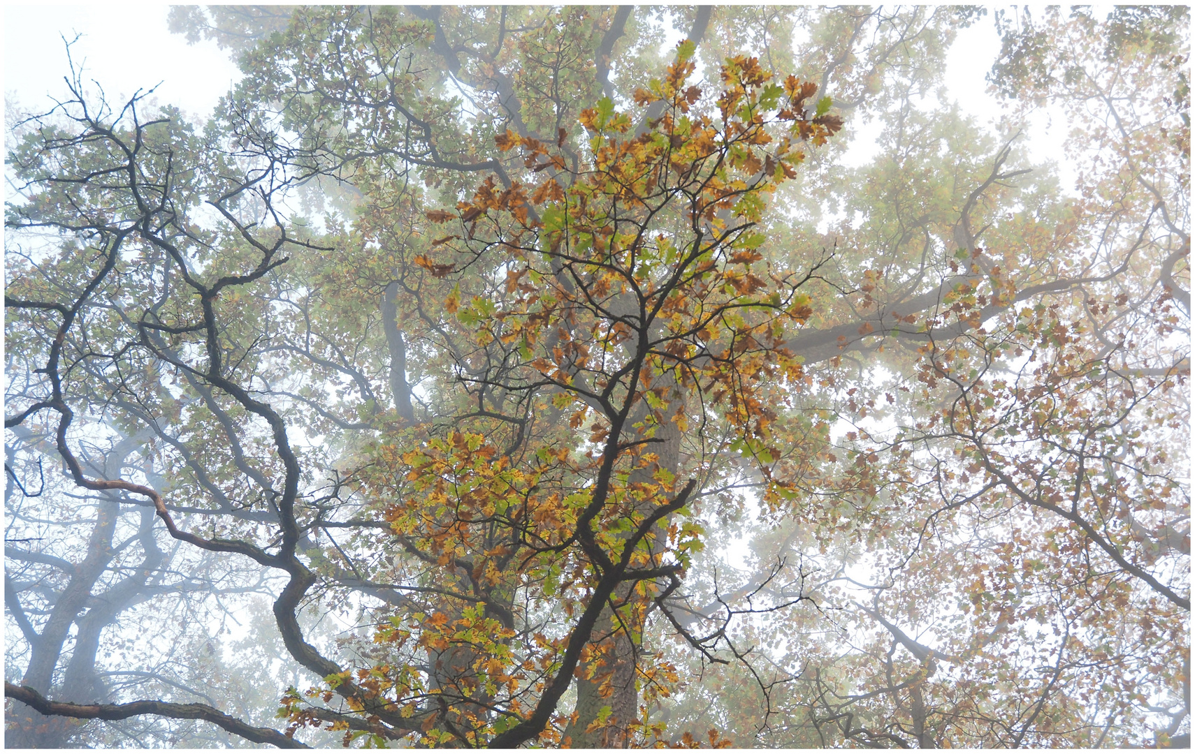 Trees shrouded in fog (II)