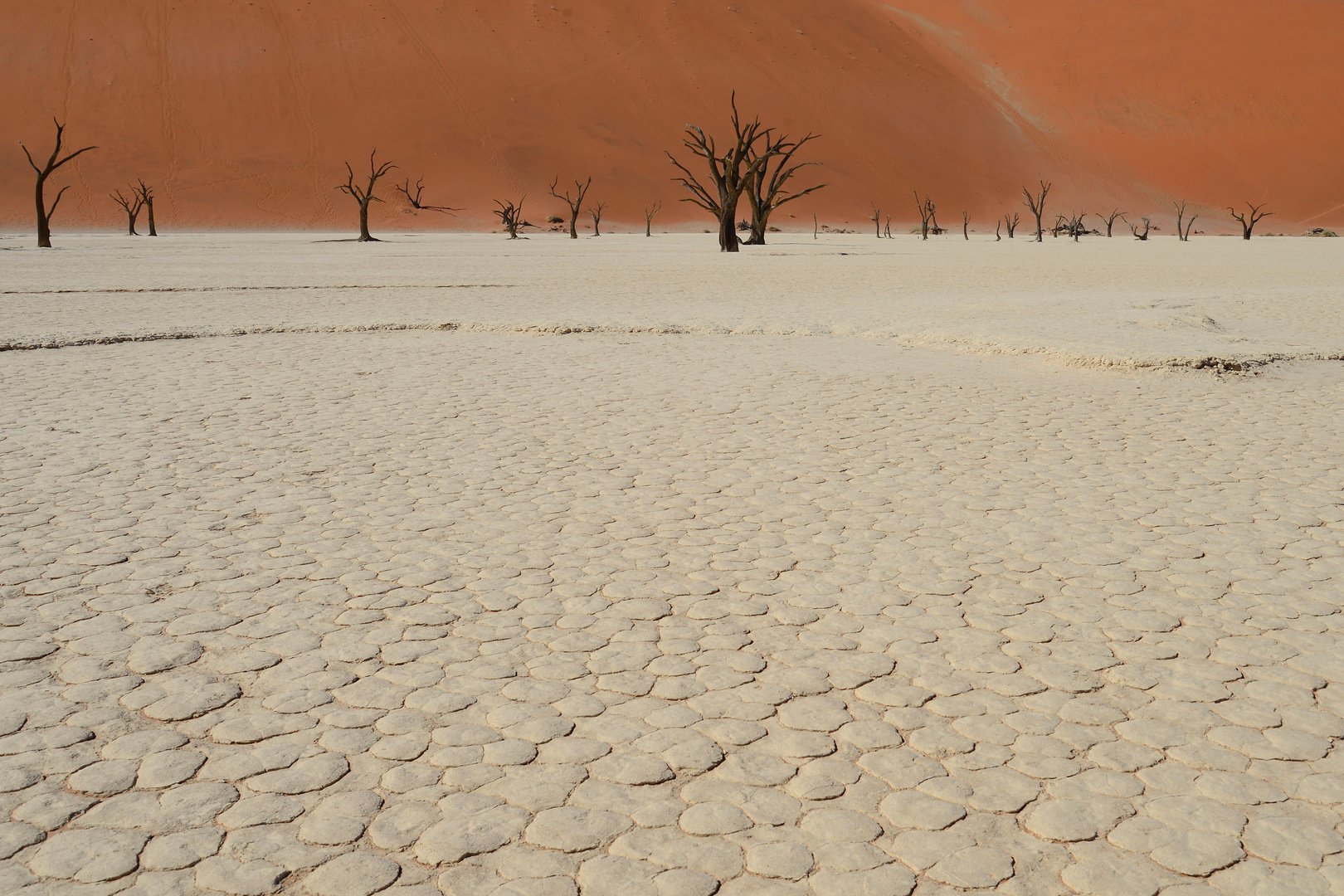 Trees that have been dead since 1320