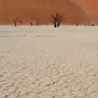 Trees that have been dead since 1320