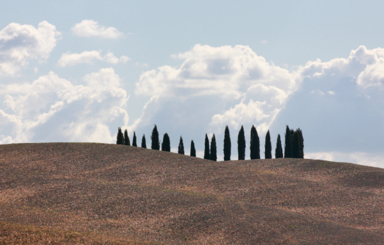 Trees to the sky