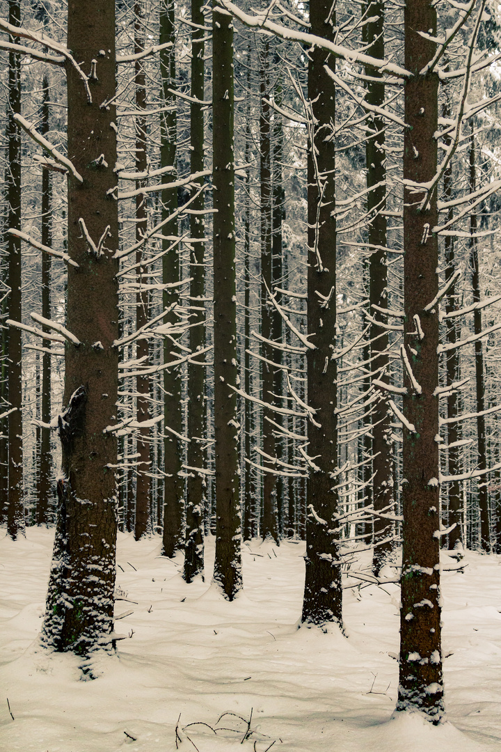 Trees Trees in the Winterwood