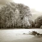 Trees & Trunk