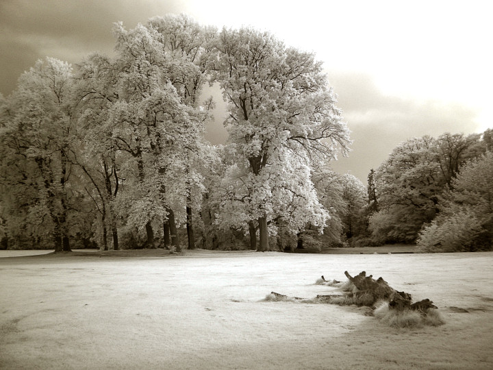 Trees & Trunk