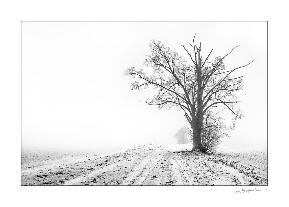 trees        -    vom Leben gezeichnet