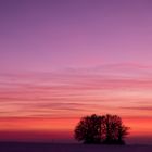 trees, winter, pink