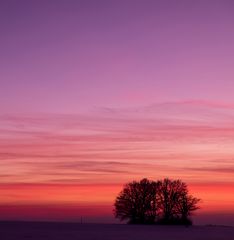 trees, winter, pink