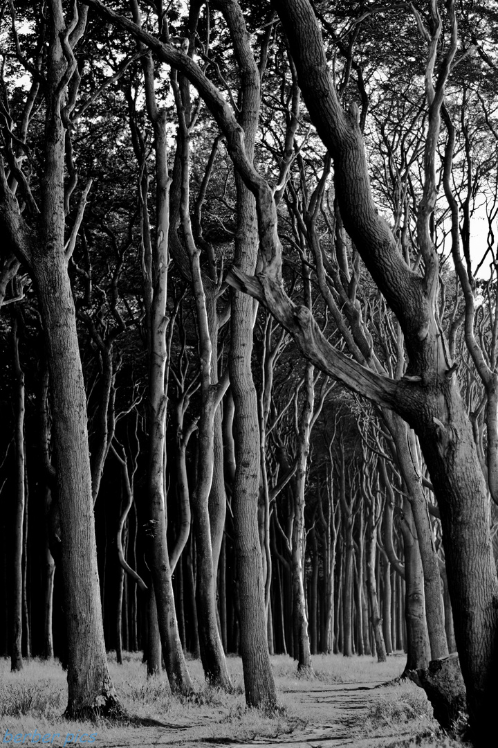 trEes..2