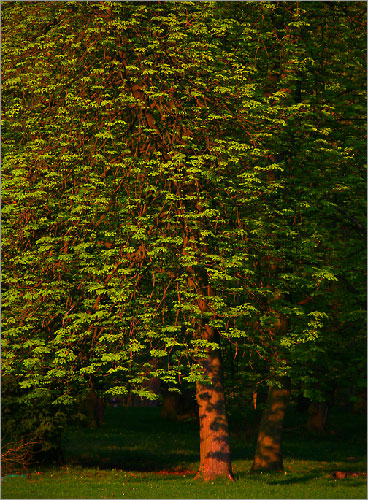 trees#326 "springtime evening"