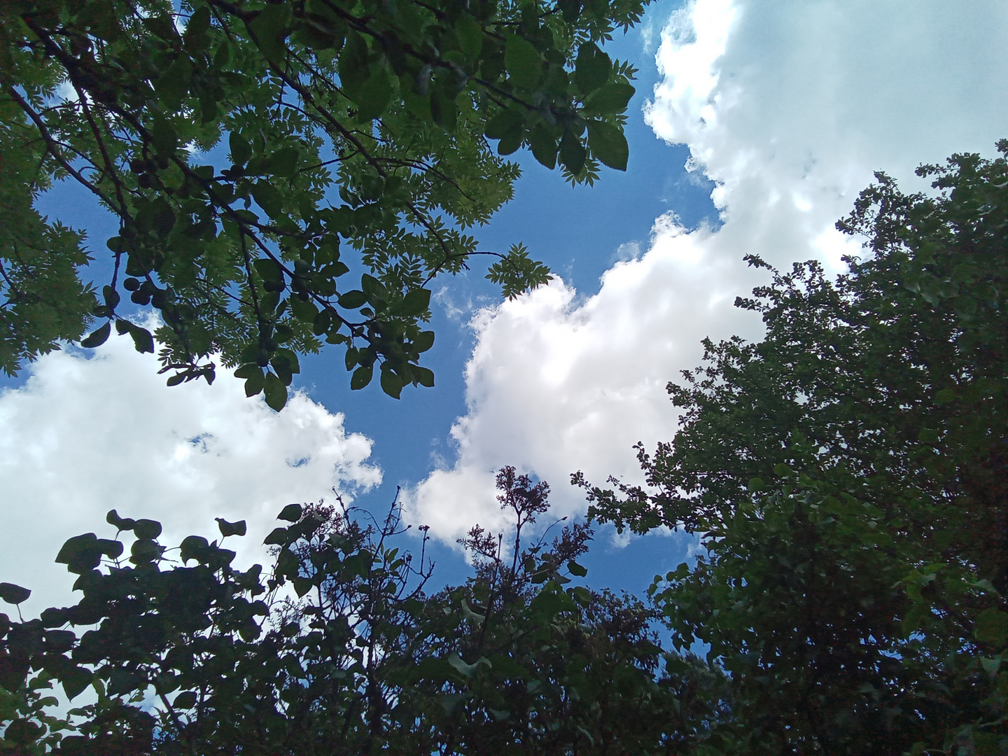 Trees&Sky_20220525_134632