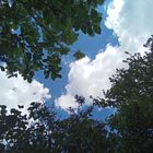 Trees&Sky_20220525_134632