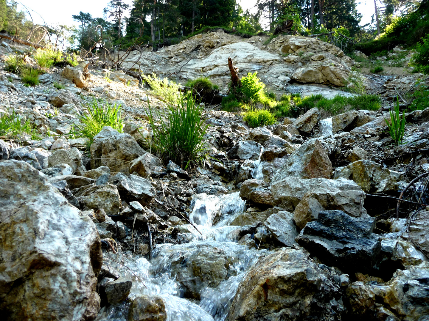 trees.water.stone.