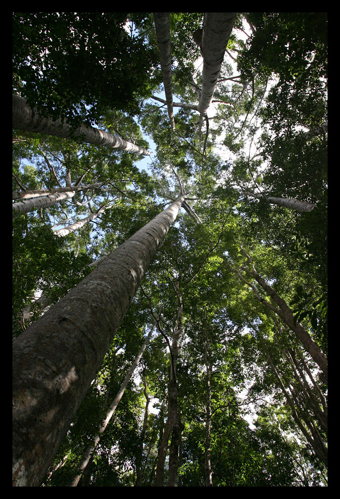 Treetop