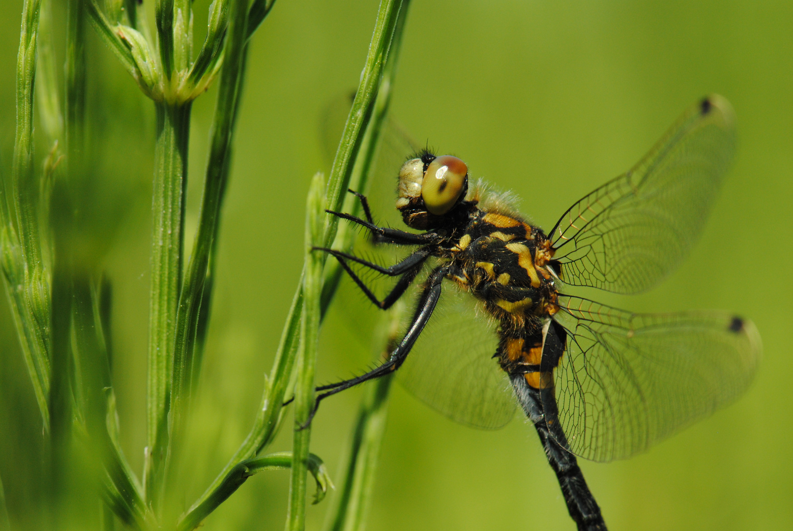 ~ Treetop Camper ~ (Leucorrhinia dubia, m)