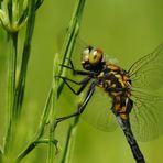 ~ Treetop Camper ~ (Leucorrhinia dubia, m)