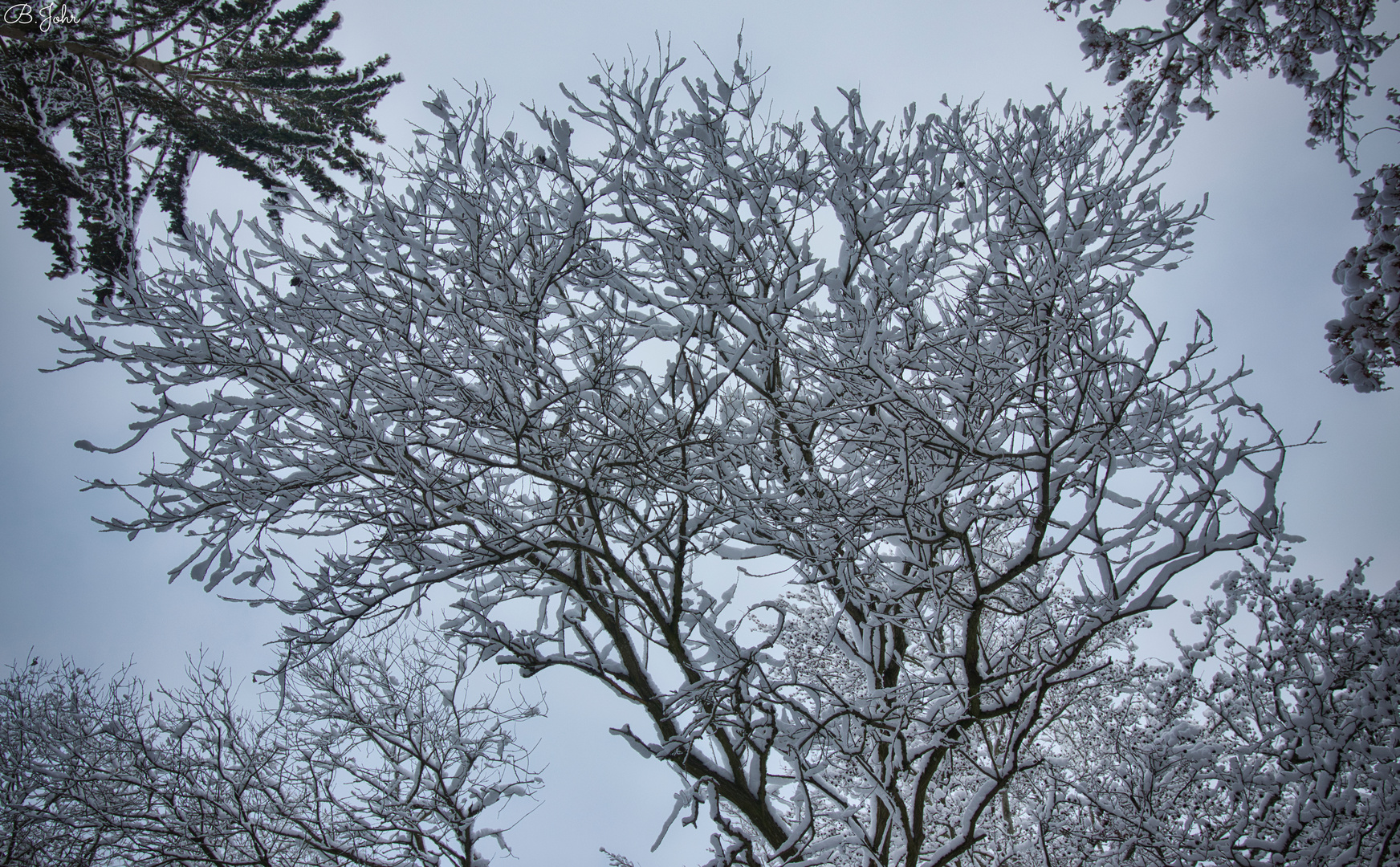 Treetop in snow