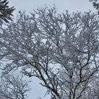 Treetop in snow