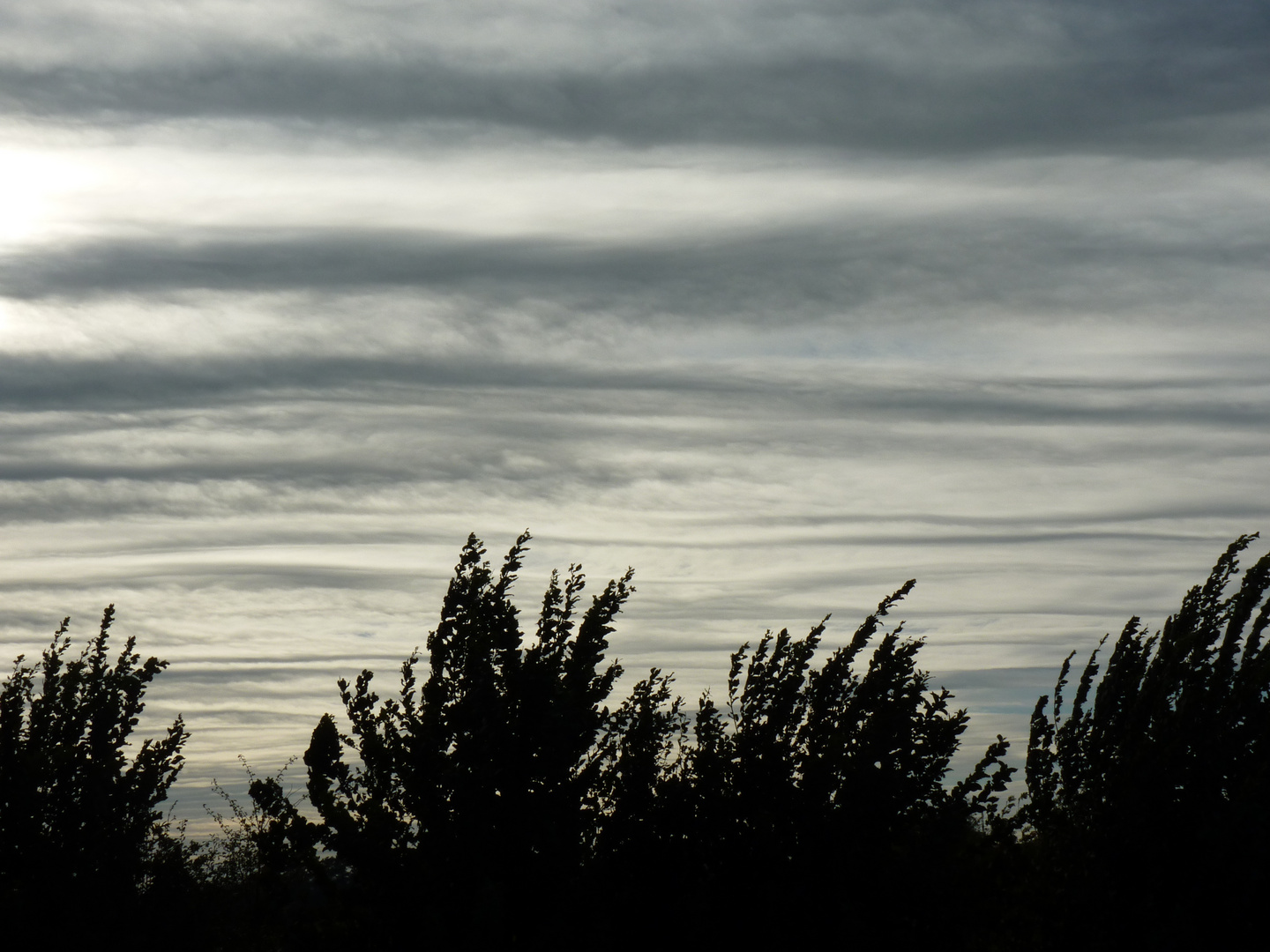 treetops and sky