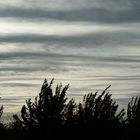 treetops and sky