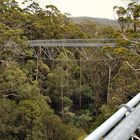 Treetopwalk