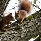 "Treff am See im Wald...!"