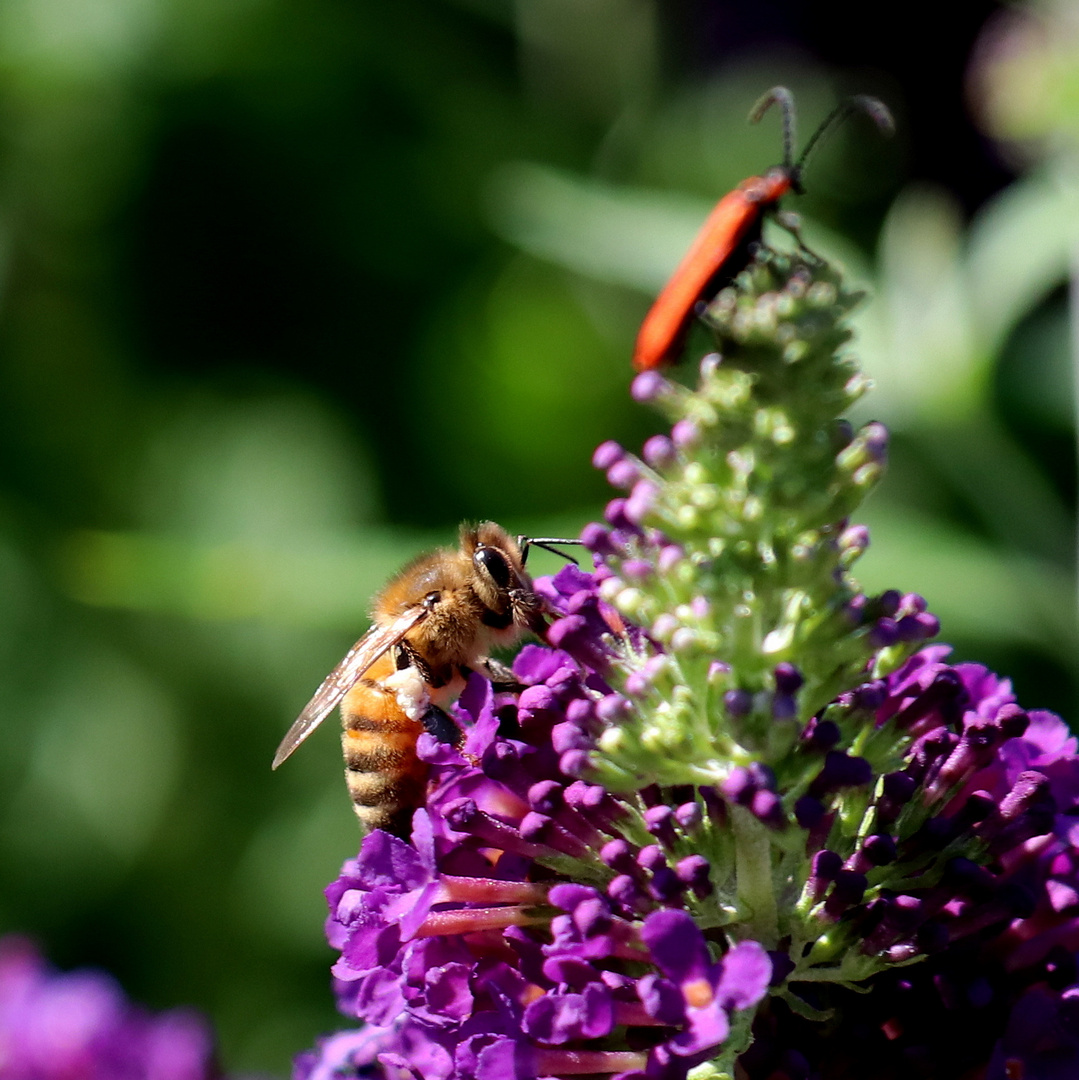 Treff am Sommerflieder