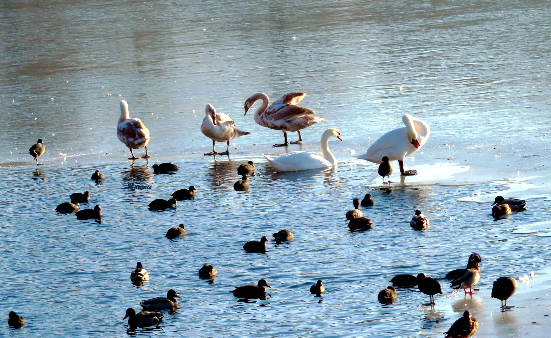 Treff auf dem Weissen See