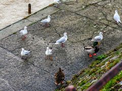 Treffen am Rhein