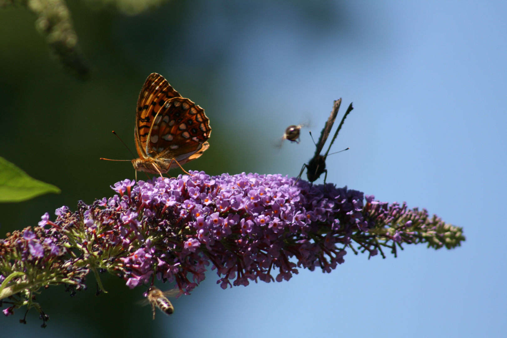 Treffen am Sommerflieder