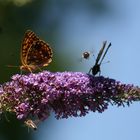 Treffen am Sommerflieder