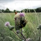 Treffen an der Blüte