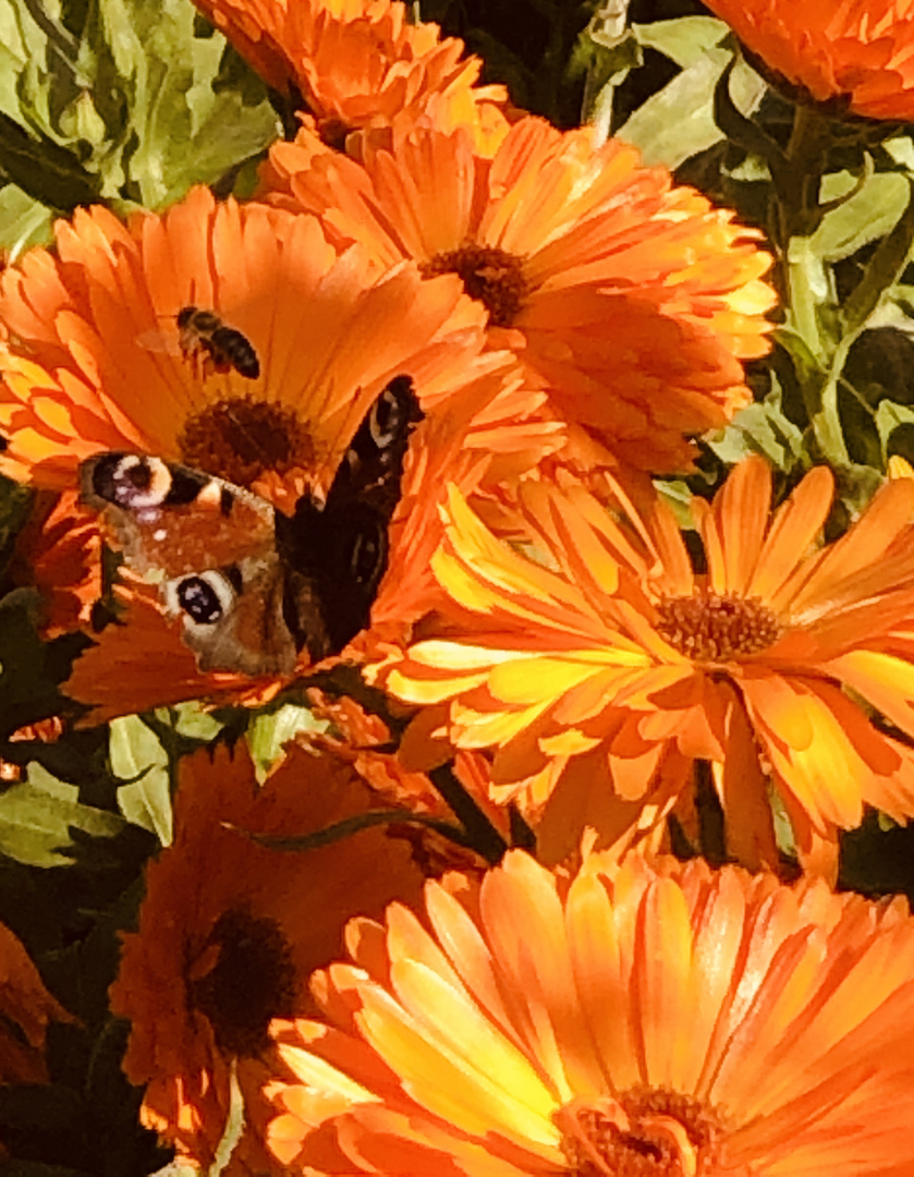 Treffen auf 2 Ringelblumen vor 2 Tagen.....