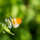 Treffen auf der Blüte