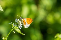 Treffen auf der Blüte