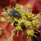 Treffen auf der Efeublüte - Gemeine Stubenfliege & Marienkäfer