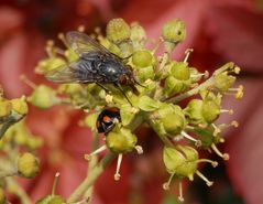 Treffen auf der Efeublüte - Gemeine Stubenfliege & Marienkäfer