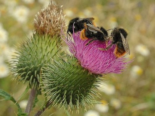 Treffen auf stacheliger Blüte