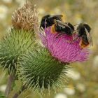 Treffen auf stacheliger Blüte