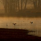 Treffen bei Sonnenaufgang am Goldbergsee