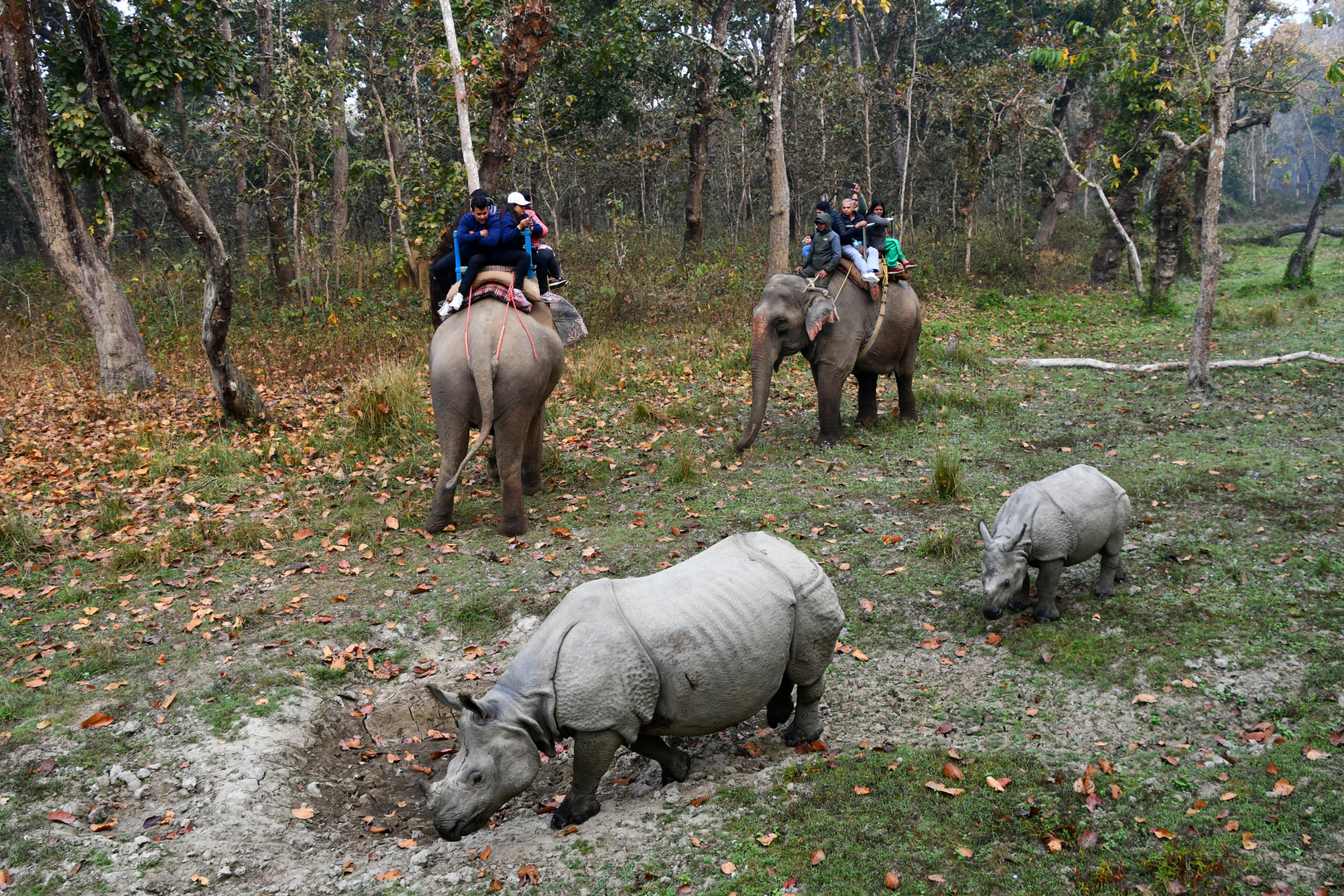 Treffen beim Elefantenreiten im Chitwan Nationalpark