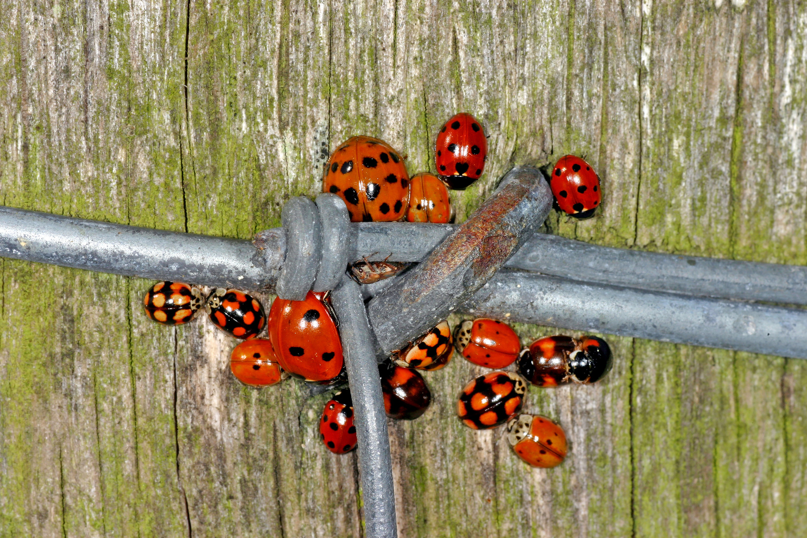 Treffen der asiatischen Marienkäfervereinigung - Meeting of the Asian ladybug association