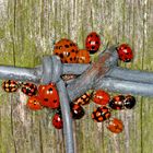 Treffen der asiatischen Marienkäfervereinigung - Meeting of the Asian ladybug association