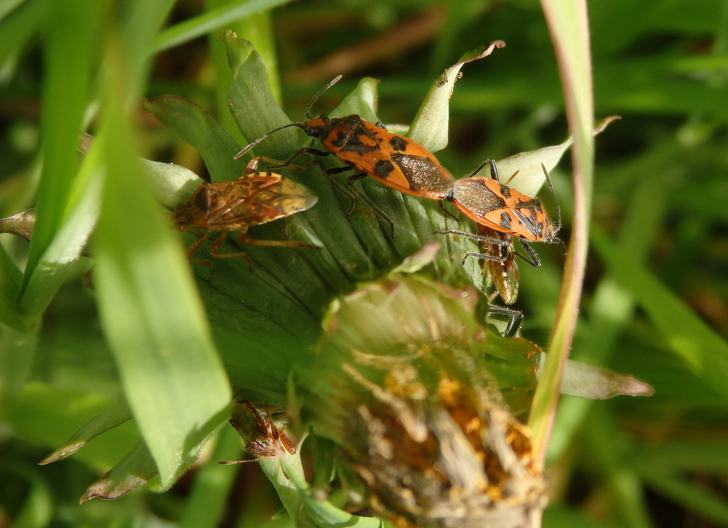 Treffen der Glasflügelwanzen - Zimtwanzen-Paarung (Corizus hyoscyami)