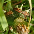 Treffen der Glasflügelwanzen - Zimtwanzen-Paarung (Corizus hyoscyami)