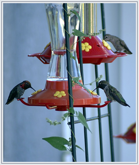 Treffen der Hummingbirds