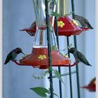 Treffen der Hummingbirds