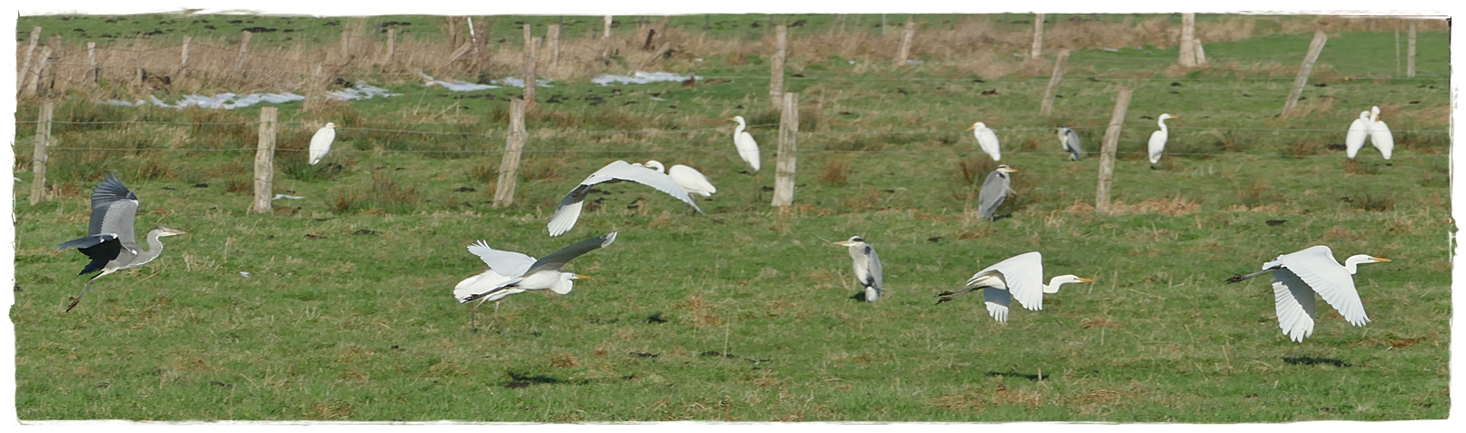 Treffen der Reiher